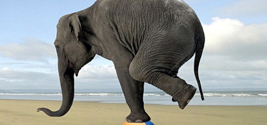 An elephant balancing on a ball