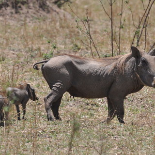 Three warthogs