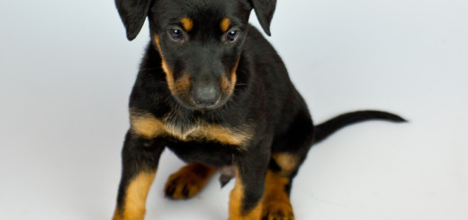 A black puppy seated.