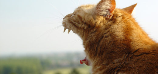 A cat yawning